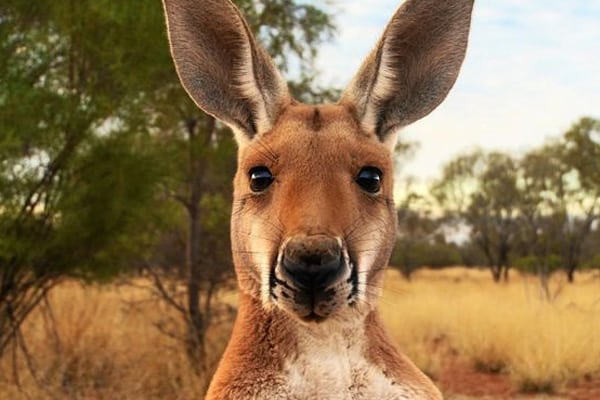 What to do if you hit a kangaroo