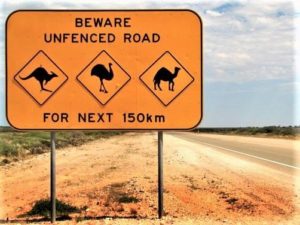 driving in australia tips beware of wandering animals on unfenced roads